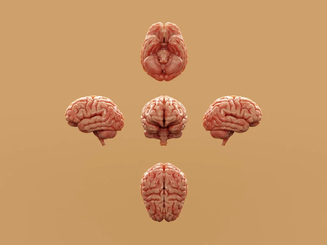 Various perspectives of a human brain are displayed. (Fot. Aakash Dhage / Unsplash)