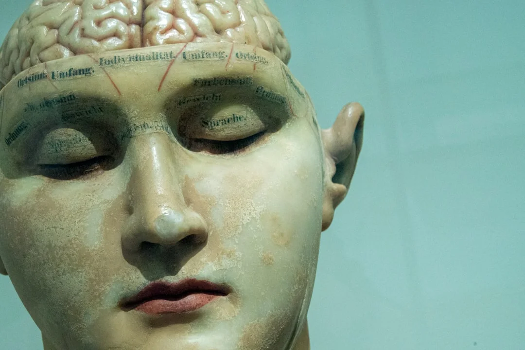 human anatomy model (Fot. David Matos / Unsplash)